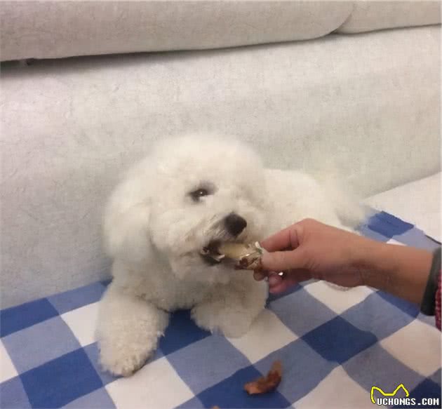 养比熊犬：一定要做的4件事和不能做的3件事，你知道吗？