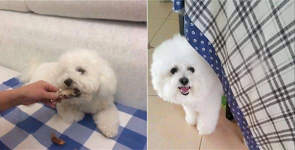 养比熊犬：一定要做的4件事和不能做的3件事，你知道吗？