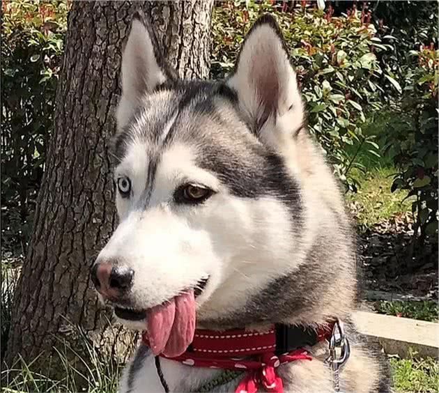 在狗狗心里垃圾就是比狗粮好吃，翻垃圾桶就是比玩玩具幸福