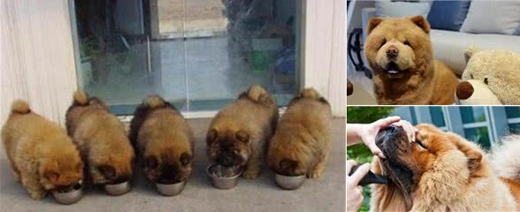 大家为什么不敢养松狮犬？这5个缺点，不是人人都能接受的