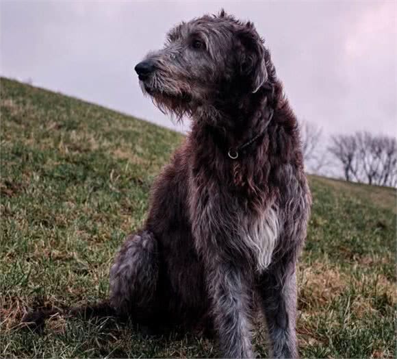 邻居家的巨型狗狗，享有“犬界巨人”之名誉，该品种很少人知道