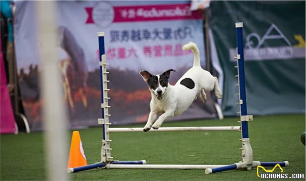 夸赞狗狗的4种有效方法，要让它能听懂你的鼓励，狗子：我懂了