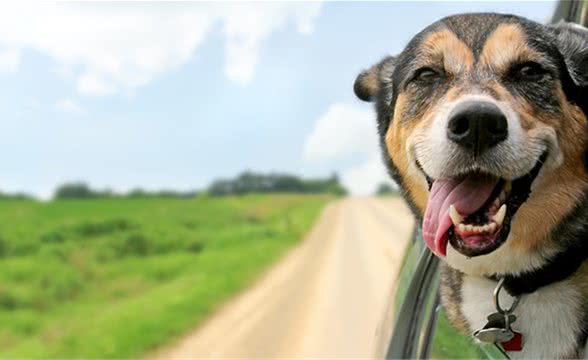 犬传染性肝炎的症状及防治方法