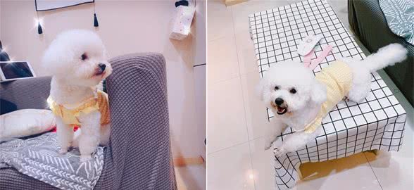 6种性格的比熊犬，你家是哪一种？