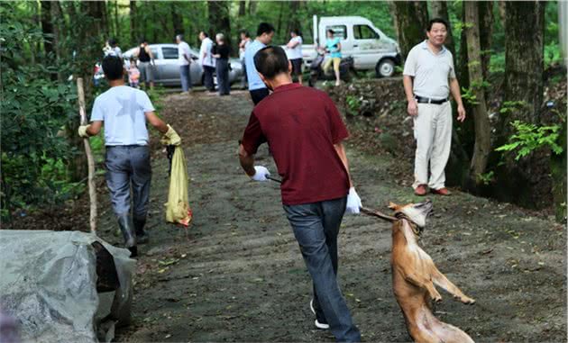 铲屎官的自我修养：正确培养狗狗和主人的关系才是正确的养狗姿势