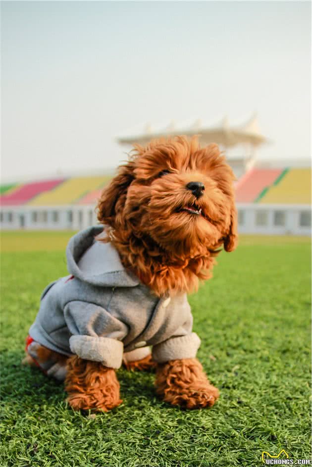 泰迪怎么养？记住这几招，狗狗养好后，能成为家中的“调节剂