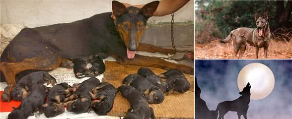 我国本土的四大狼犬之一，狼犬在老一辈的人口中被称之为大狼狗