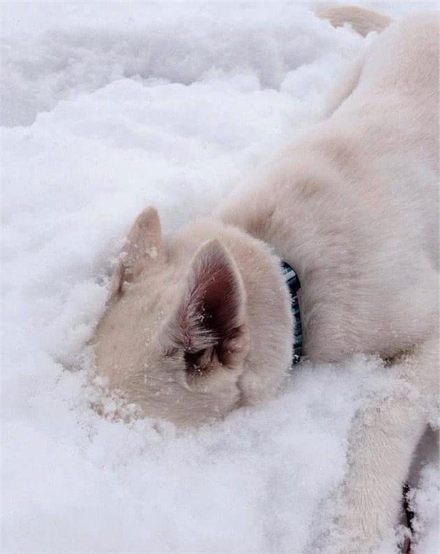 西伯利亚猫咪四肢冻伤后被截肢有爱主人用妙招让它重获自由