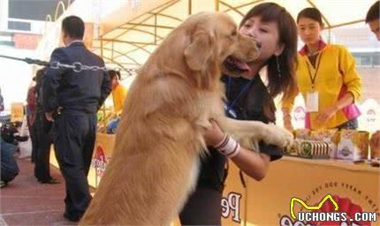 关于金毛犬的5个“为什么”，有你想了解的吗？