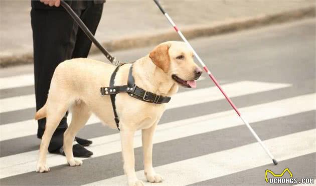 狗狗忠诚度排行，第一名实至名归，秋田犬排名最后