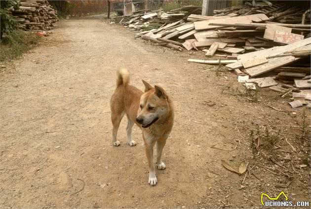 狗狗忠诚度排行，第一名实至名归，秋田犬排名最后