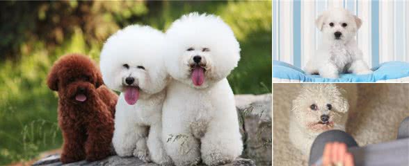为什么当初选择饲养比熊犬？这9大理由不得不提