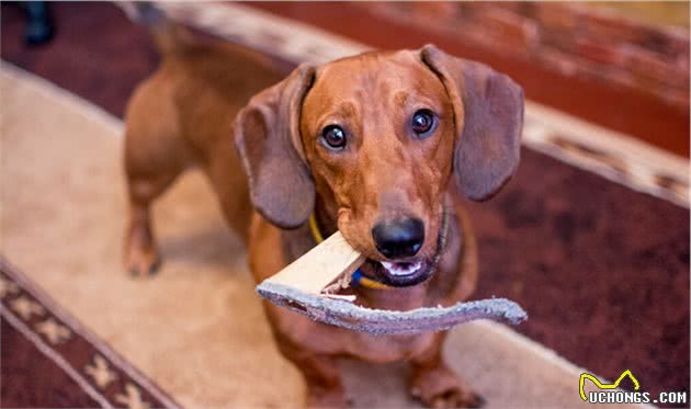 想要腊肠犬“寿命长”，主人需要做好这5方面