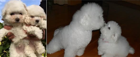 如何饲养比熊幼犬？这几件事情，宠主们该注意