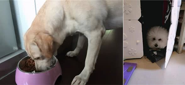 如果狗狗频繁做这几个动作，可能是健康出了问题