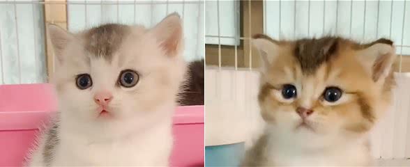 金渐层祸祸了布偶猫，这是生了一窝啥？不像爸也不像妈