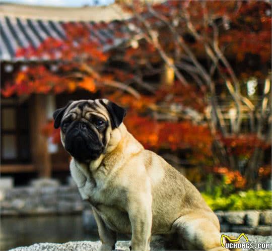 中华田园犬有哪些种类，有着怎样的历史？你对它了解多少