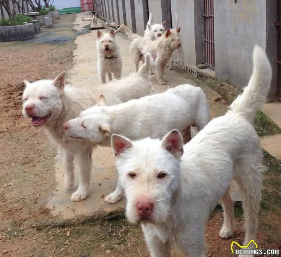 中华田园犬有哪些种类，有着怎样的历史？你对它了解多少