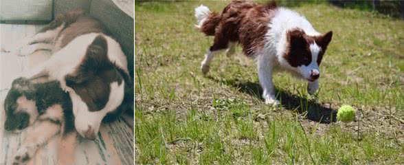 幼犬or成犬，萌新养犬该如何选择，哪种更省心