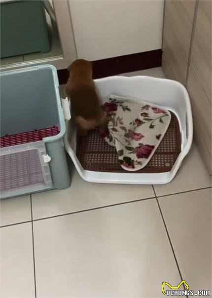 2个月柴犬自己铺床，铺完发出满足小奶音，萌得不想让它长大