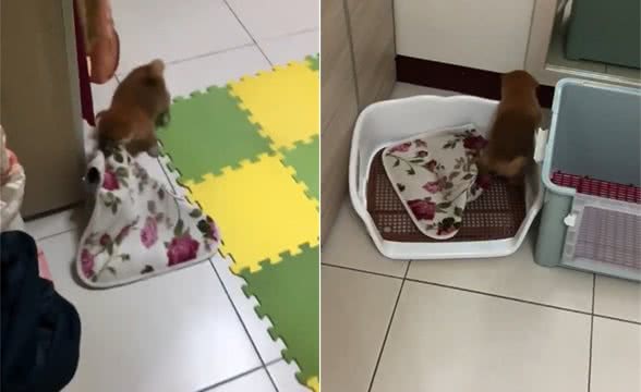 2个月柴犬自己铺床，铺完发出满足小奶音，萌得不想让它长大