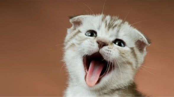 如果你爱猫，请别爱折耳猫，你的爱会让折耳猫很疼