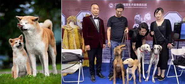 #秋田犬面临灭绝#陪祖先吃过苦的狗，不配享清福？