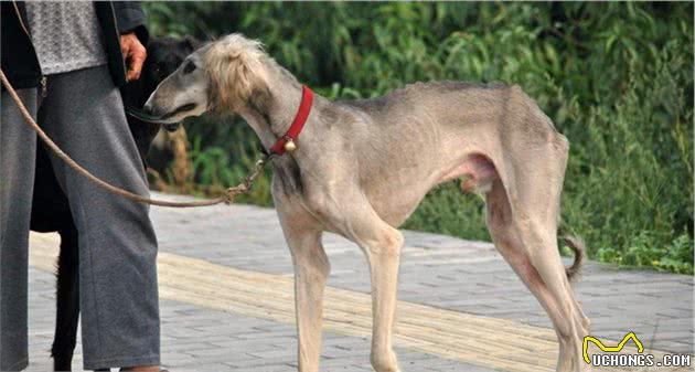 山东细犬，为什么鲜少人养？你认识这只中华田园犬吗？