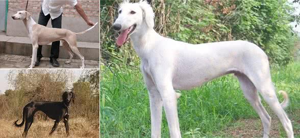 山东细犬，为什么鲜少人养？你认识这只中华田园犬吗？