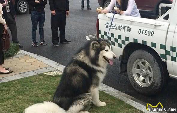 带这些狗出门，最易遭人围观，因为显眼又好看