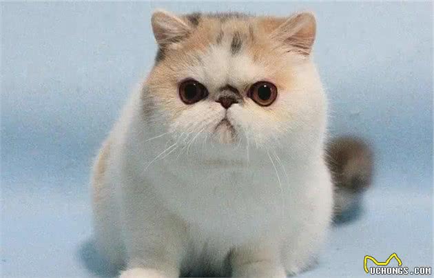 异国短毛猫（加菲猫）的常见饲养问题和管理注意事项