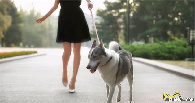 狗狗虽然不会说话，但有这几个行为，说明偷偷喜欢你