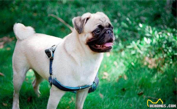 巴哥犬和沙皮犬是有很大区别的，在购买时要掌握这些要点！