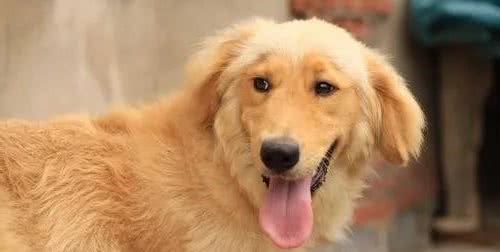 狗狗中暑的一些常见症状