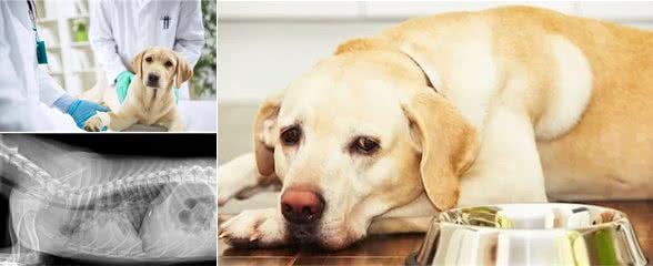 狗狗食欲不振、不爱吃饭，是什么导致的？