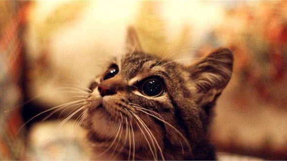 粘人温柔又省事！新手铲屎官养猫品种推荐