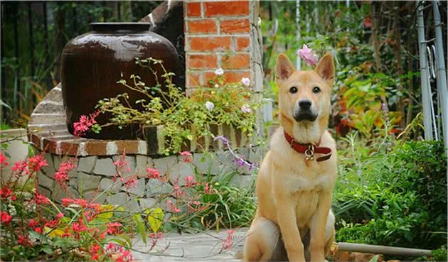 辟谣，田园犬不用遛弯？狗狗出门的三大需求，只是土狗常被忽视