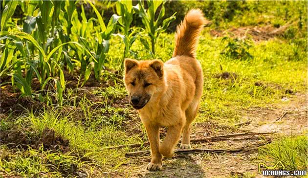 辟谣，田园犬不用遛弯？狗狗出门的三大需求，只是土狗常被忽视