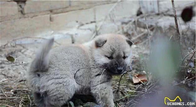 辟谣，田园犬不用遛弯？狗狗出门的三大需求，只是土狗常被忽视