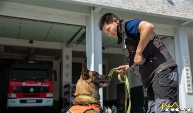 揭秘丽江消防搜救犬！与消防员一样，它们同样在灾难中拯救生命