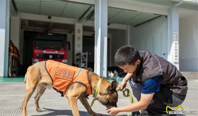 揭秘丽江消防搜救犬！与消防员一样，它们同样在灾难中拯救生命