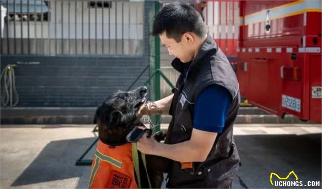 揭秘丽江消防搜救犬！与消防员一样，它们同样在灾难中拯救生命