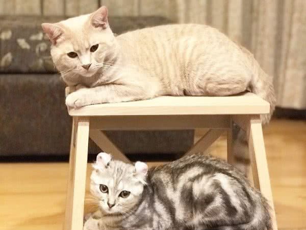 9月大卷耳猫本为「童养媳」，到家后天天欺负大猫，全无淑女姿态