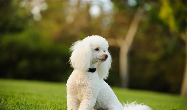 为什么贵宾犬普遍活不到15岁？背后的原因让人落泪