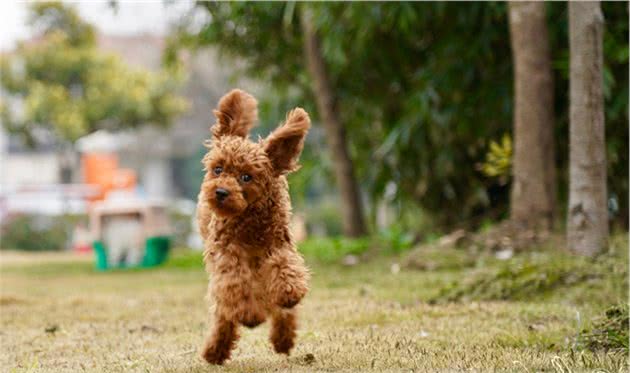 为什么贵宾犬普遍活不到15岁？背后的原因让人落泪