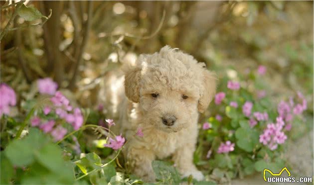 为什么贵宾犬普遍活不到15岁？背后的原因让人落泪