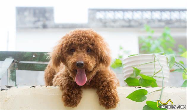 为什么贵宾犬普遍活不到15岁？背后的原因让人落泪
