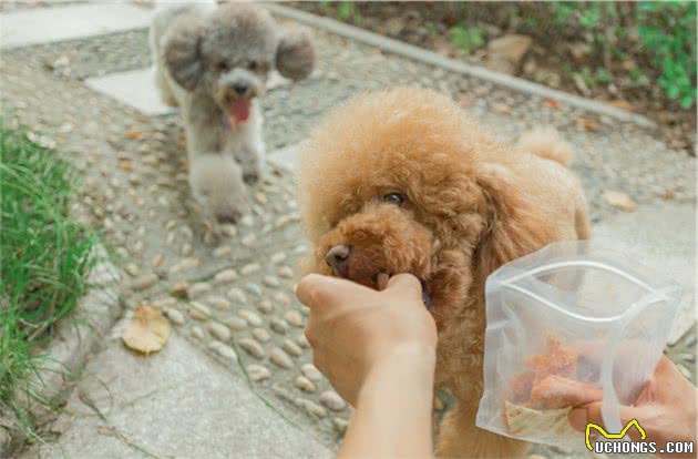 为什么贵宾犬普遍活不到15岁？背后的原因让人落泪