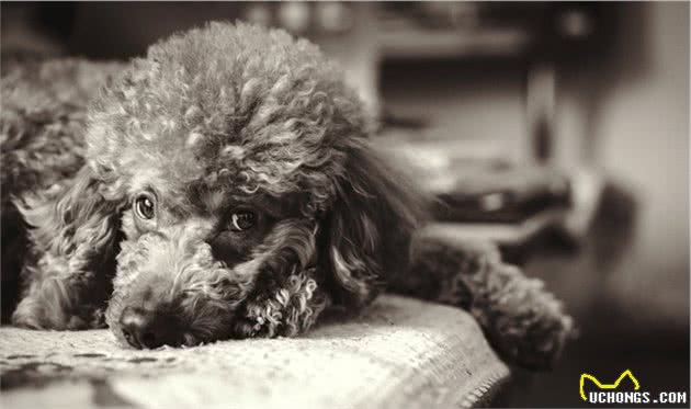 为什么贵宾犬普遍活不到15岁？背后的原因让人落泪