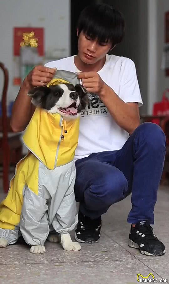 狗狗见下雨了,叼着雨衣让男主人给穿,穿完冒雨给女主人送伞